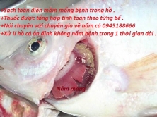 Nấm mang - xù vảy - xuất huyết - lủng mình ở cá KOI - thuốc chữa triệt để